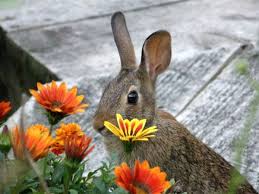 Rabbit Eating Flowers